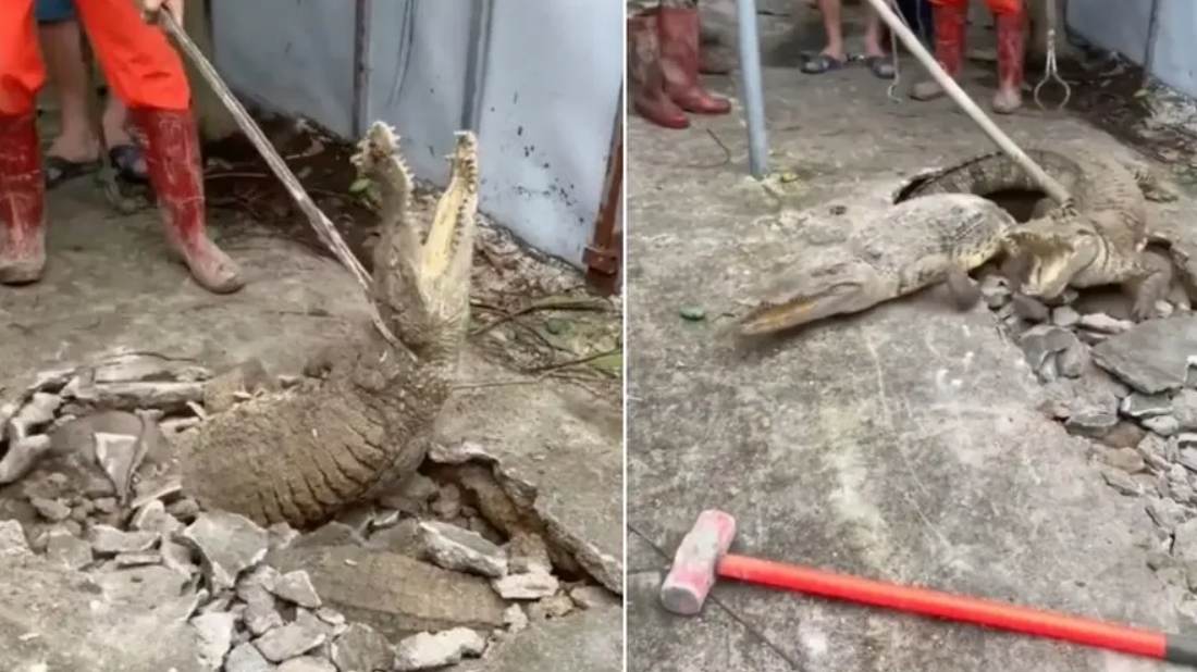 Vídeo crocodilos saem de buraco em calçada e apavoram moradores na