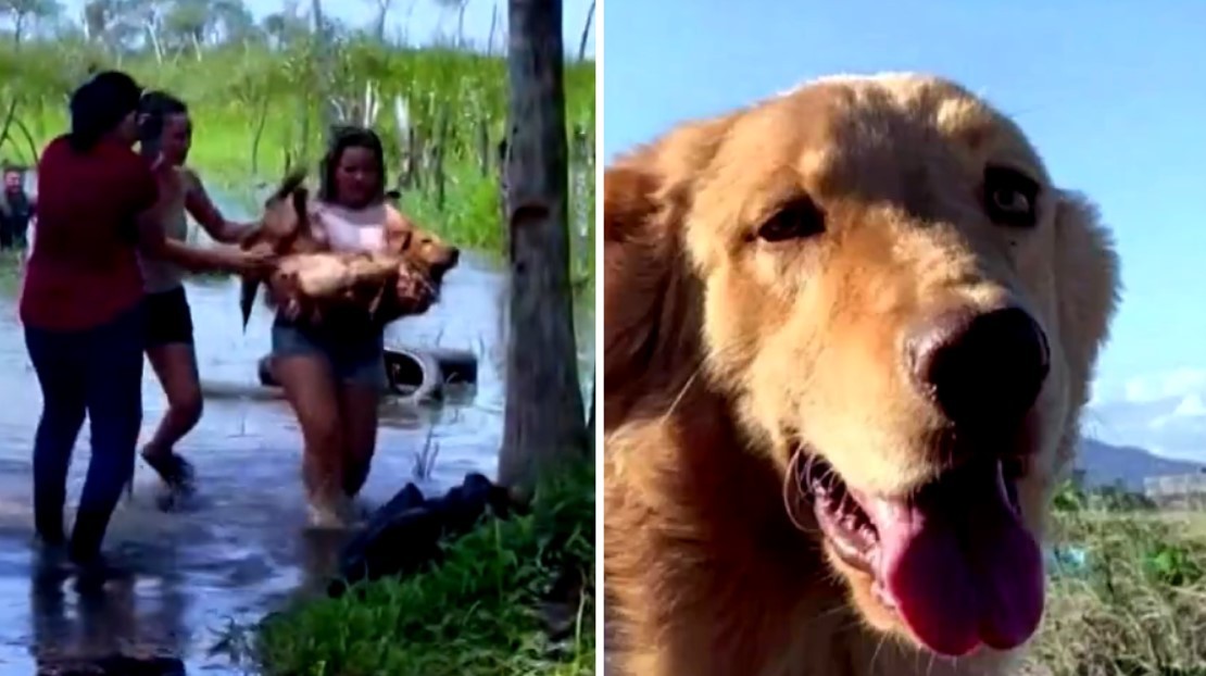 V Deo Cachorro Resgatado Em Mangue Ap S Ficar Sete Dias Desaparecido