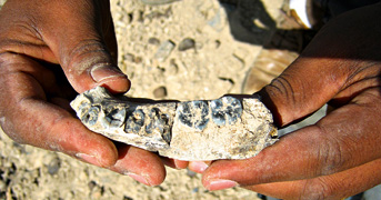 Encontrado fóssil do primeiro homem