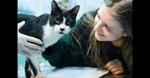 É fã de felinos? Celebre hoje o Dia Internacional dos Gatos