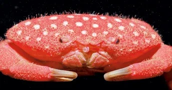 China: Homem é hospitalizado por comer caranguejo vivo após animal marinho ter picado a sua filha