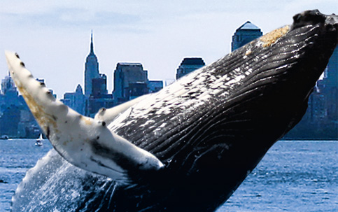 Baleias em Nova York