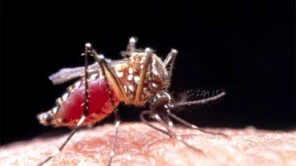 Lançada a primeira vacina contra a dengue