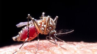 Lançada a primeira vacina contra a dengue