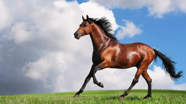 Cavalo passa a noite preso em delegacia do sertão de Sergipe
