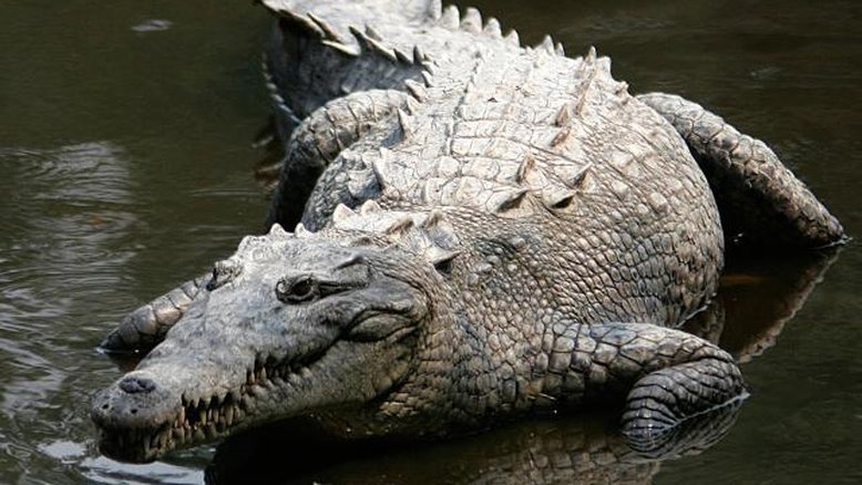 Mulher sobrevive a possível ataque de crocodilo em Orlando