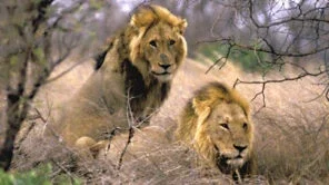 Casais homossexuais poderão declarar IRPF 2011 juntos