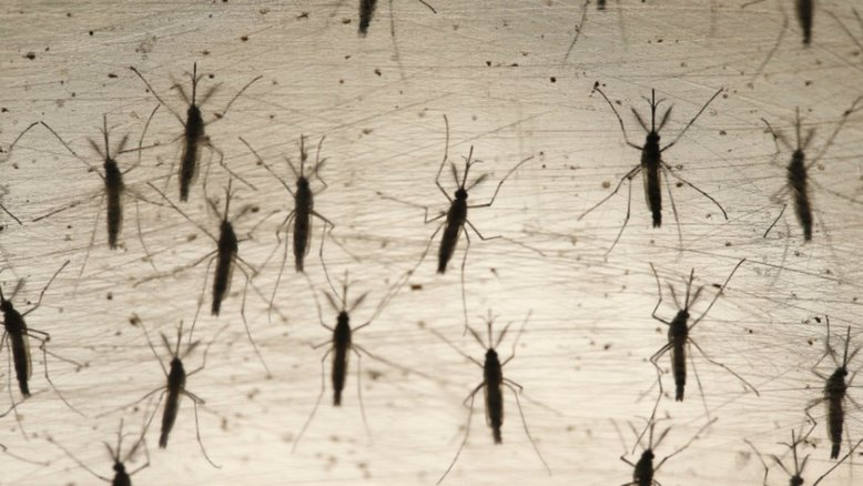 "Aedes do bem" reduz em 91% casos de dengue em Piracicaba
