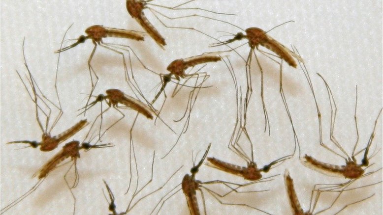 Vacina mais avançada contra malária perde eficácia com o tempo