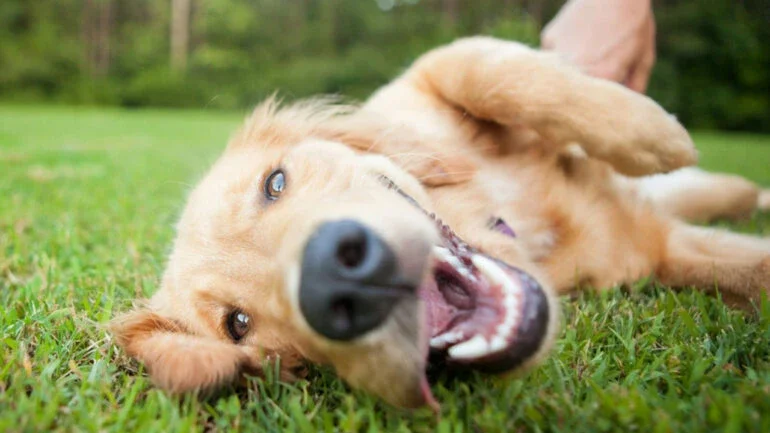SC: Vereadores aprovam lei que proíbe cachorro de latir; prefeito veta
