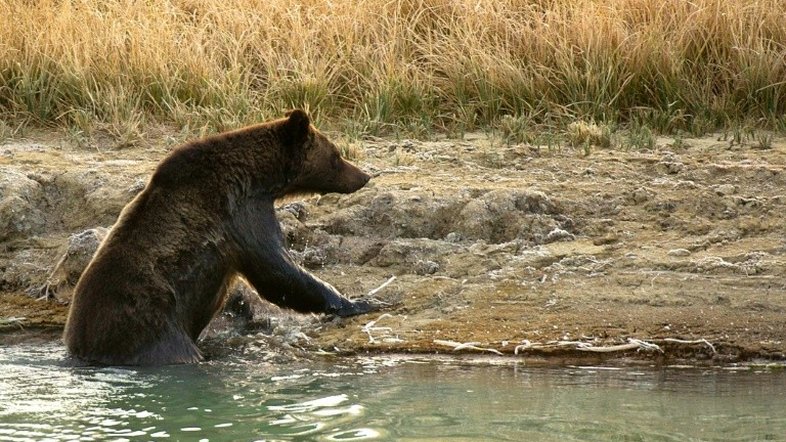 EUA: urso-cinzento mata ciclista em Montana