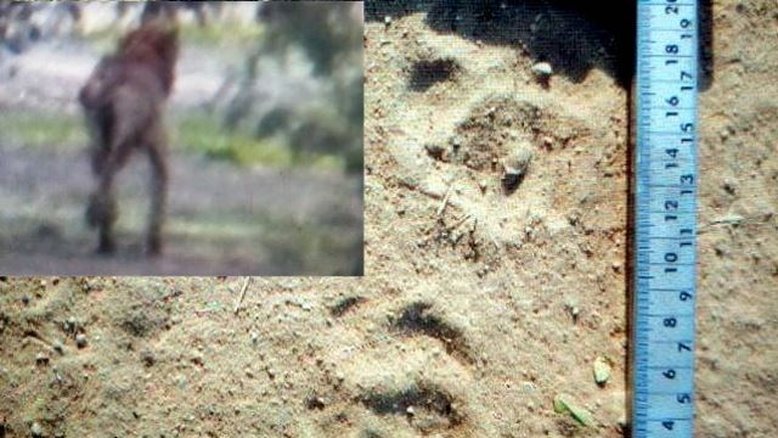 "Chupa-cabras" de Piracicaba pode ser leão idoso abandonado