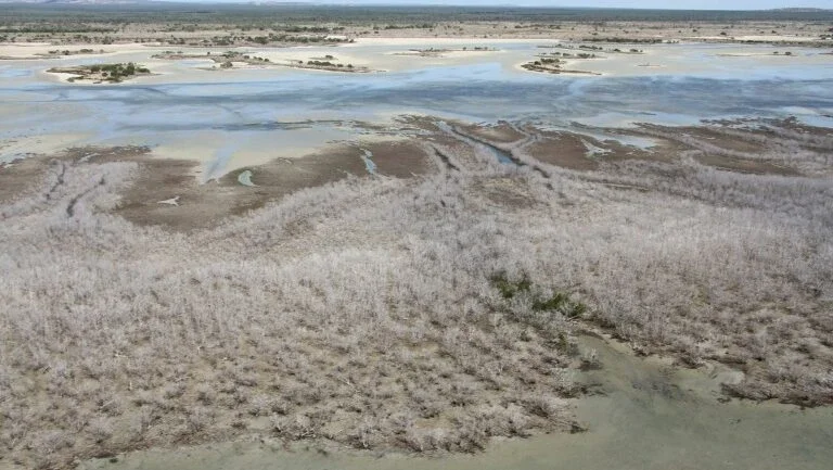 Mudanças climáticas causam morte maciça de mangues na Austrália