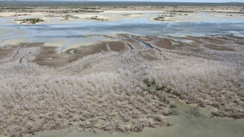Mudanças climáticas causam morte maciça de mangues na Austrália