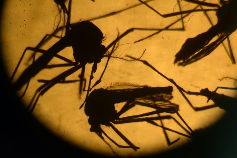 Flórida investiga dois novos casos de suspeita de transmissão local de zika