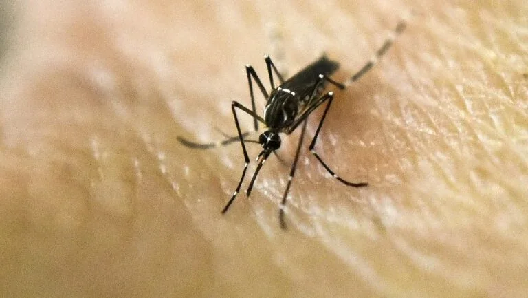 Risco de propagação da zika nas Olimpíadas do Rio é baixo