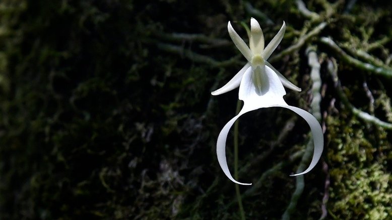 Cientistas buscam resgatar a orquídea fantasma da Flórida