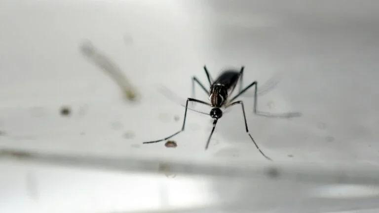 Começa venda no Brasil de vacina conta a dengue