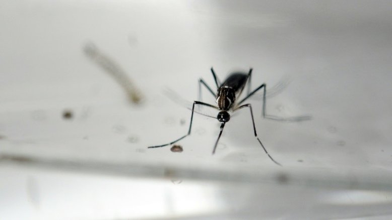 Começa venda no Brasil de vacina conta a dengue