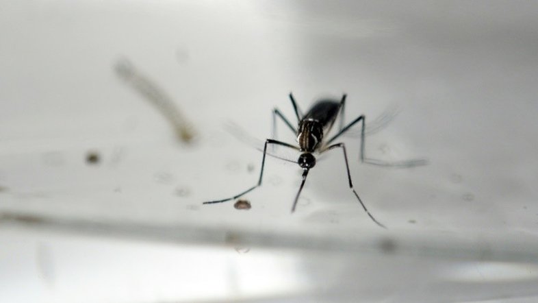 Começa venda no Brasil de vacina conta a dengue
