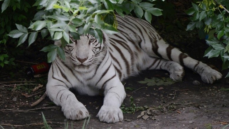 Tigres atacam e matam uma mulher em um zoológico da China