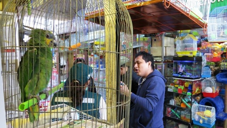 O negócio cruel do tráfico de animais silvestres no Peru