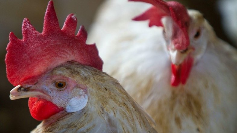 A explicação são as exalações químicas "que fazem com que o mosquito da malária seja repelido pelo cheiro da galinha", afirma Tekie, cujo estudo mostra que "a composição (química) da galinha tem um forte potencial de repulsão" - AFP/Arquivos