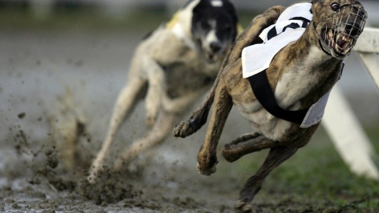 Estado australiano proíbe corrida de galgos