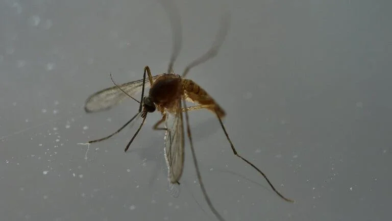 Nasce na Espanha primeiro bebê com microcefalia provocada pelo zika na Europa