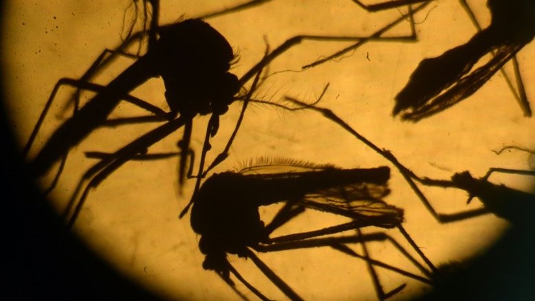 Laboratório argentino se une à busca de vacina contra o zika