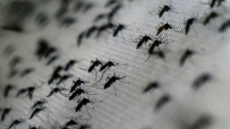 Confirmados casos autóctones de zika em Miami Beach