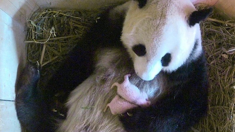 Pandas gêmeos concebidos naturalmente nascem em Viena