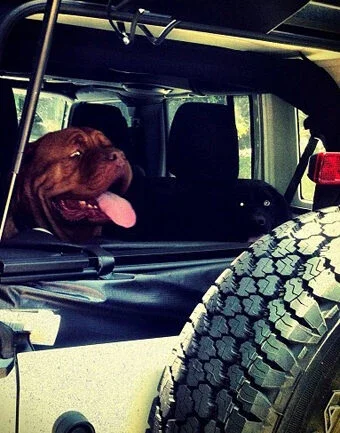 Gagliasso rumo ao veterinário