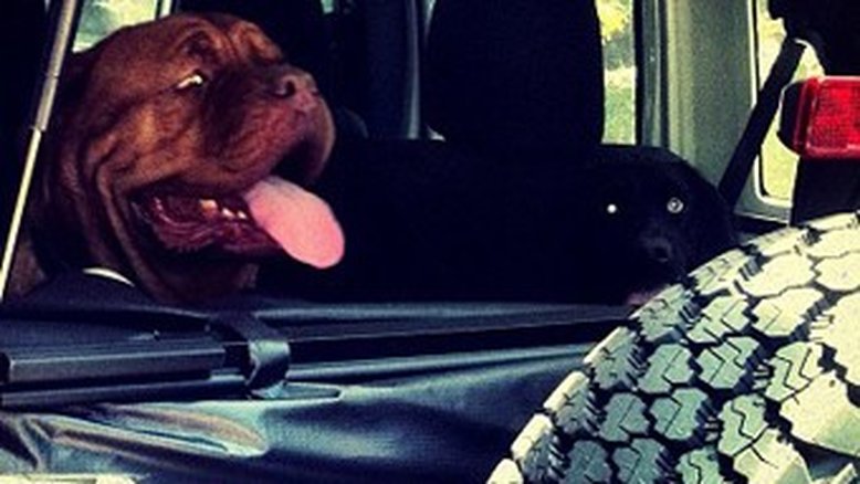 Gagliasso rumo ao veterinário