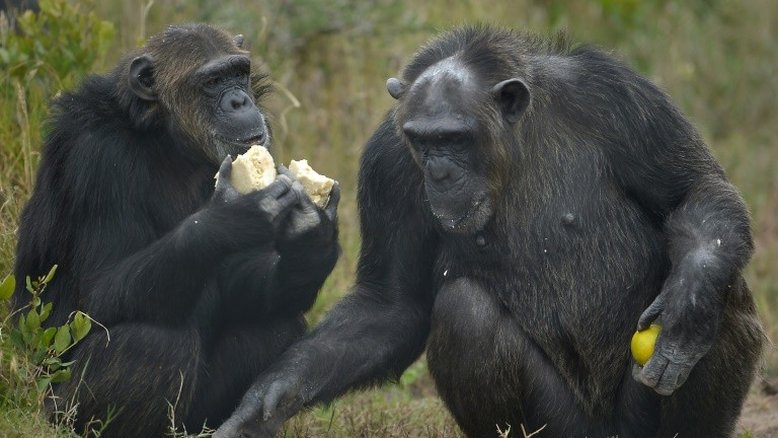 Chimpanzés preferem cooperar a competir, revela estudo