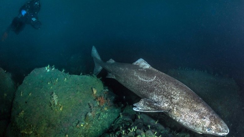 Com 400 anos, tubarão da Groenlândia é o vertebrado mais longevo do mundo