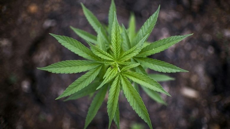 Uruguai: produção de maconha não cobrirá demanda, diz governo