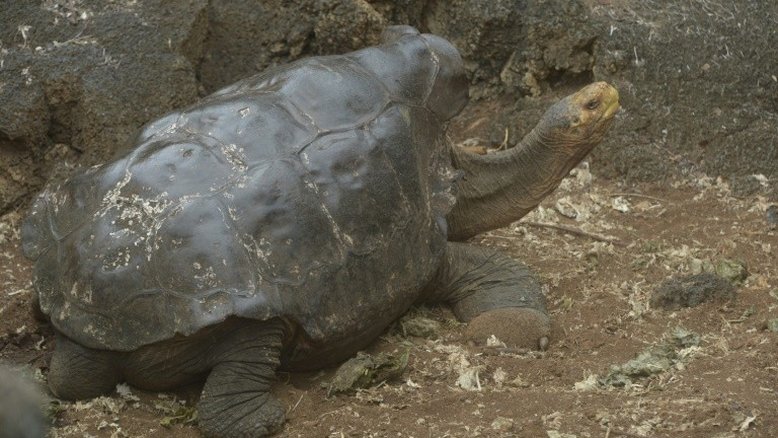 Diego, a tartaruga super macho que salvou sua espécie nas Galápagos