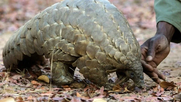 Comércio internacional de pangolins fica proibido