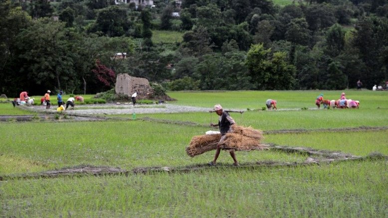 FAO: preços alimentares chegam a nível mais alto em 15 meses