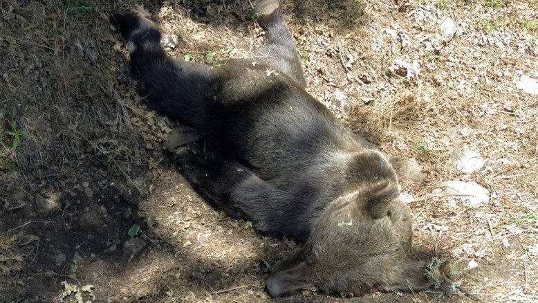 Urso pardo é morto com tiro na Espanha