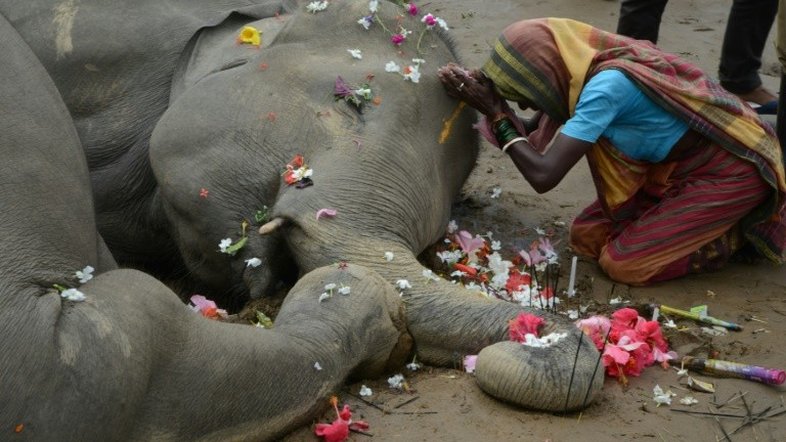 Dois elefantes morrem eletrocutados no leste da Índia
