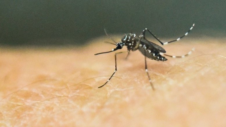 Tailândia tem primeiros casos diagnosticados de bebês com microcefalia por zika