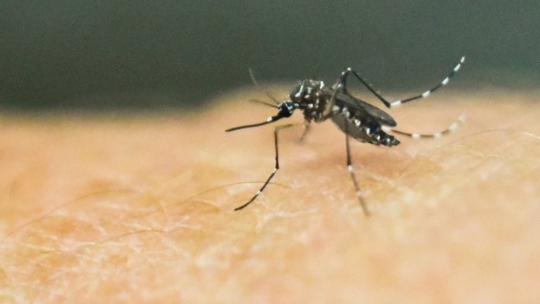 Tailândia tem primeiros casos diagnosticados de bebês com microcefalia por zika