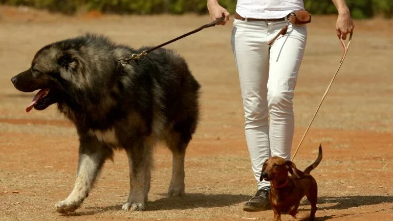 Quarentena pode ser um bom momento para abrir espaço no coração para os cachorros