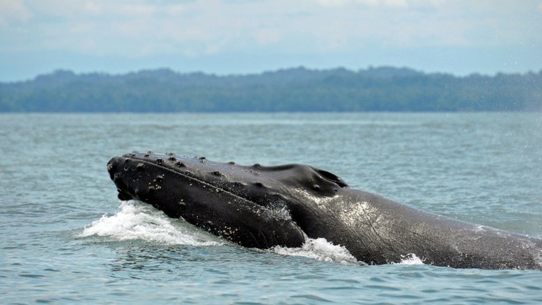 Grupos de baleias jubarte escapam do risco de extinção