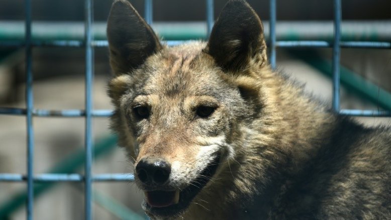 Loba foge de zoológico de Zagreb quando a apresentam a um macho
