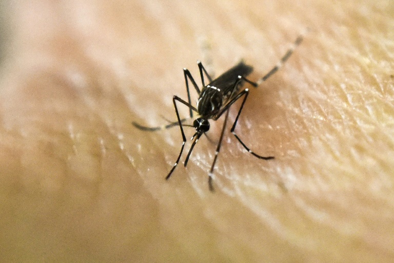 Dengue, chikungunya e zika ameaçam metade da população das Américas (Opas)