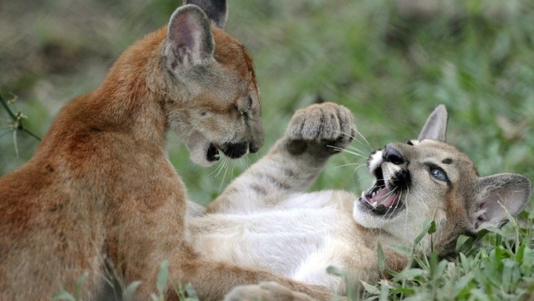 Família peruana encontra um puma debaixo da mesa da cozinha
