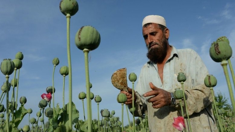 Cultivo de ópio aumenta no Afeganistão em 2016